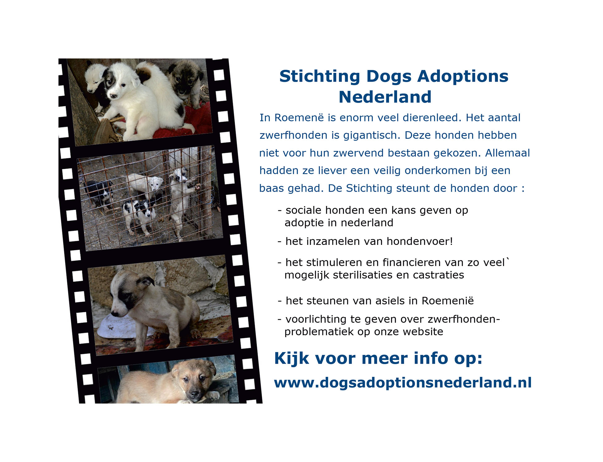 Dogs Adoptions Nederland